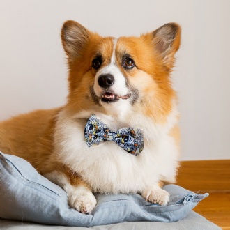 Amigo Pet Bow Tie - 125067 Image