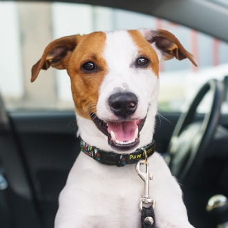 Amigo Dog Collar - 125070 Image